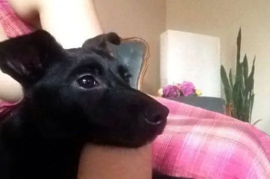 Kto podaruje dom małej Soni? SZCZENIAK ADOPCJA