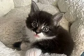 Mainecoon