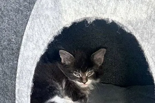 Mainecoon, Mazowieckie, Warszawa