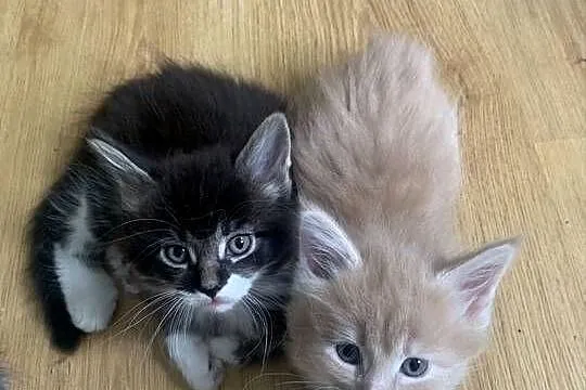 Mainecoon, Mazowieckie, Warszawa