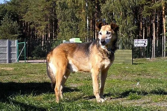 Moris - poczciwy psi staruszek nie chce umrzeć za 