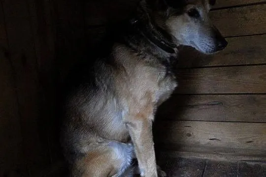 Moris - poczciwy psi staruszek nie chce umrzeć za 