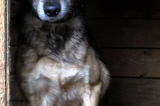 Moris - poczciwy psi staruszek nie chce umrzeć za 