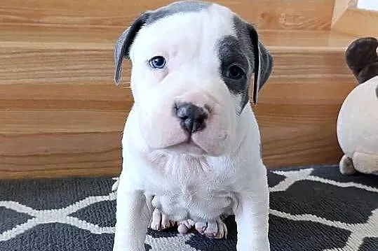 Amstaff błękitne szczenięta, Mazowieckie, Płock