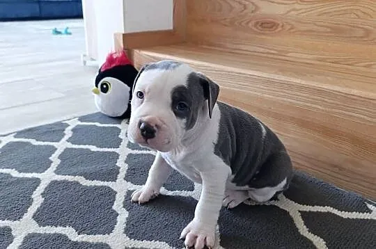 Amstaff błękitne szczenięta, Mazowieckie, Płock