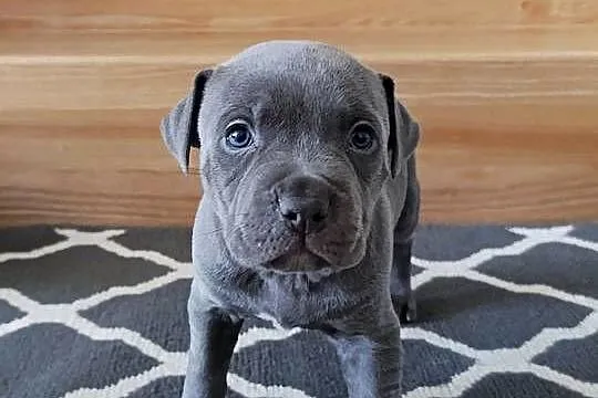 Amstaff błękitne szczenięta, Mazowieckie, Płock