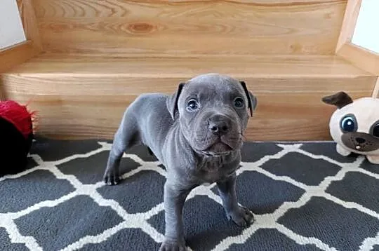 Amstaff błękitne szczenięta, Mazowieckie, Płock