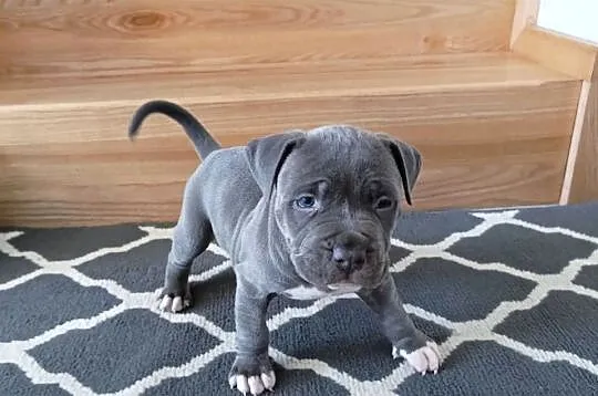 Amstaff błękitne szczenięta, Mazowieckie, Płock