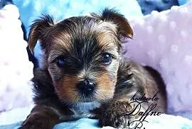 York Ocean Pearl Yorkshire Terrier