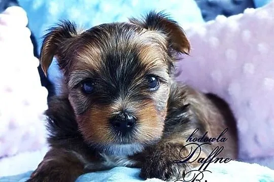 York Ocean Pearl Yorkshire Terrier