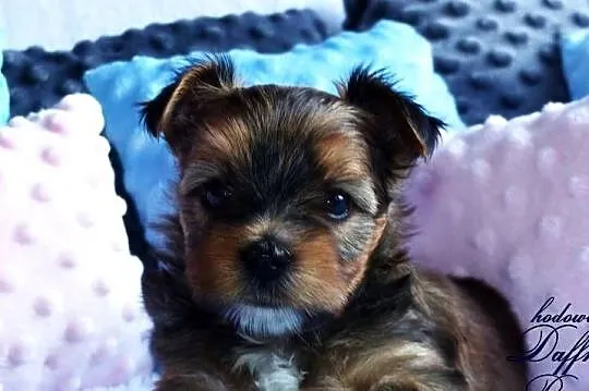 York Ocean Pearl Yorkshire Terrier, Śląskie, Tychy