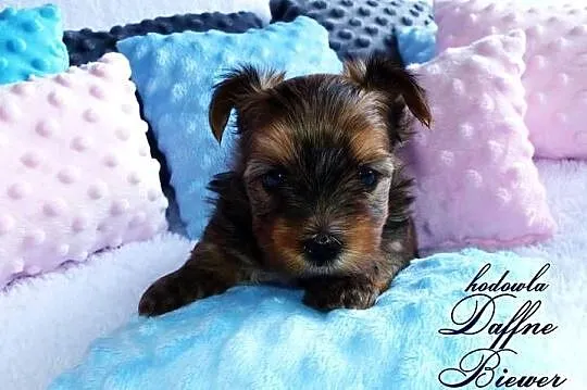 York Ocean Pearl Yorkshire Terrier, Śląskie, Tychy