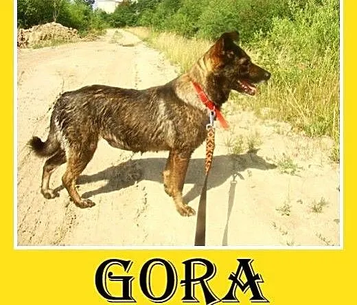 Średnia,przyjazna,spokojna,sterylizowana suczka GO