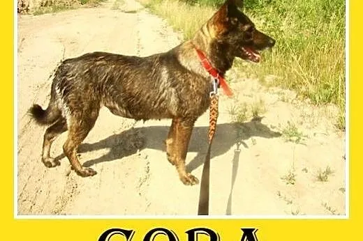 Średnia,przyjazna,spokojna,sterylizowana suczka GO