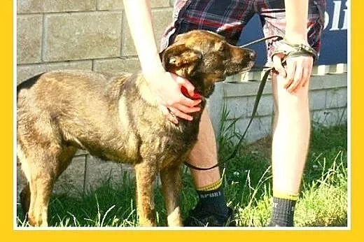 Średnia,przyjazna,spokojna,sterylizowana suczka GO