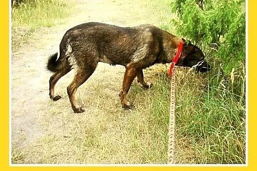 Średnia,przyjazna,spokojna,sterylizowana suczka GO