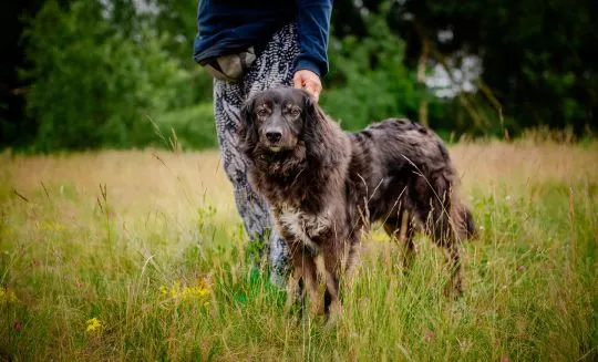 Roki - cudowny kudłacz szuka domu!  Zwrócony jak zbędna rzecz... Życie Rokiego nie było usłane różam, , Warszawa