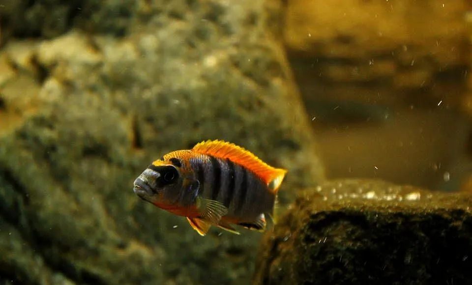 pyszczaki, Labidochromis sp. Hongi, Warmińsko-mazurskie, Olsztyn