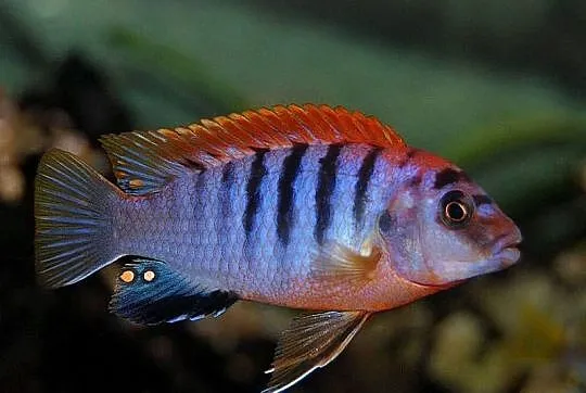 pyszczaki, Labidochromis sp. Hongi, Warmińsko-mazurskie, Olsztyn