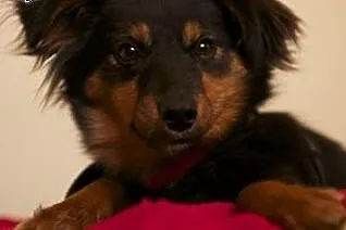 Cudowna suńka poleca się do adopji,  dolnośląskie Wrocław