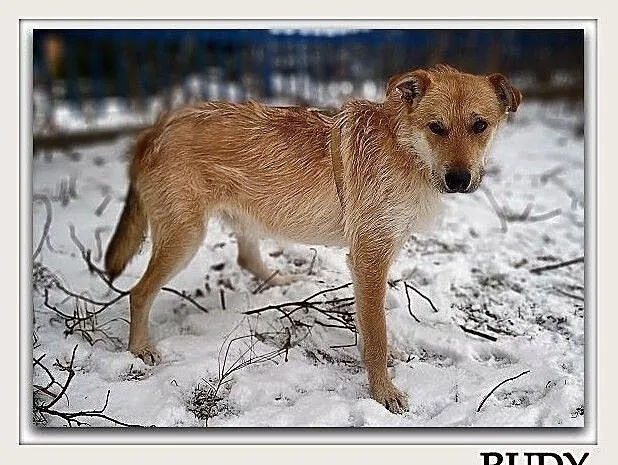 Młody 1,5 roku,średni,łagodny,aktywny,zaszczepiony piesek RUDY.Adopcja., Małopolskie, Kraków