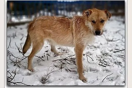 Młody 1,5 roku,średni,łagodny,aktywny,zaszczepiony piesek RUDY.Adopcja., Małopolskie, Kraków