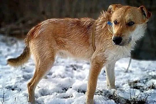 Młody 1,5 roku,średni,łagodny,aktywny,zaszczepiony piesek RUDY.Adopcja., Małopolskie, Kraków