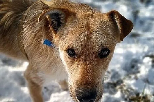 Młody 1,5 roku,średni,łagodny,aktywny,zaszczepiony piesek RUDY.Adopcja., Małopolskie, Kraków