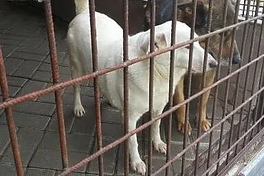 Biała jak śnieg, śliczna, grubiutka Perełka szuka 