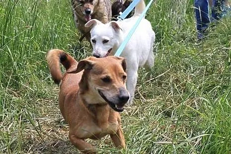 Biała jak śnieg, śliczna, grubiutka Perełka szuka 