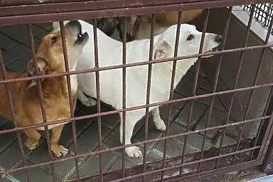 Biała jak śnieg, śliczna, grubiutka Perełka szuka 