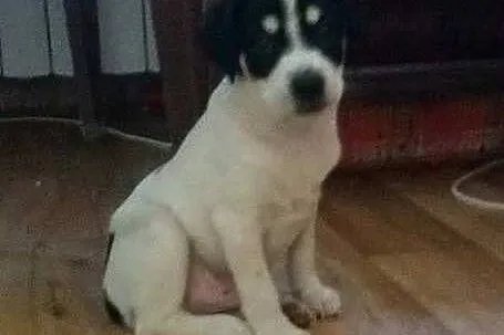 Kropek szczeniaczek szuka domu na zawsze  ,  mazow