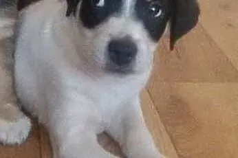 Kropek szczeniaczek szuka domu na zawsze  ,  mazow