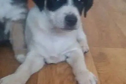 Kropek szczeniaczek szuka domu na zawsze  ,  mazow