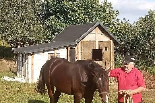 Sprzedam walacha, Kujawsko-pomorskie, Brodnica
