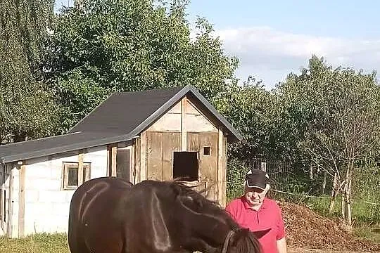 Sprzedam walacha, Kujawsko-pomorskie, Brodnica