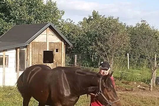 Sprzedam walacha, Kujawsko-pomorskie, Brodnica