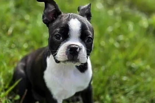 Boston terrier