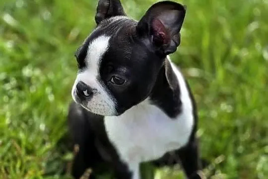 Boston terrier, Dolnośląskie, Świdnica