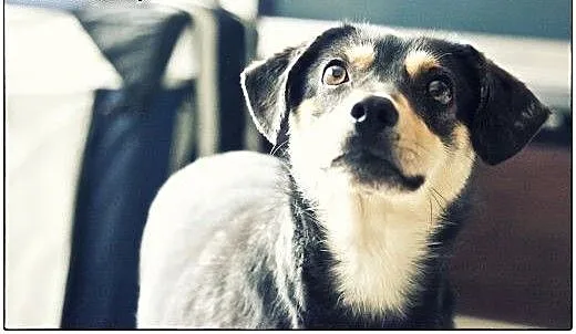 NEMO - cudny maluch do adopcji :), małopolskie Kr