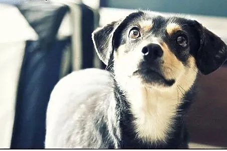 NEMO - cudny maluch do adopcji :),  małopolskie Kr