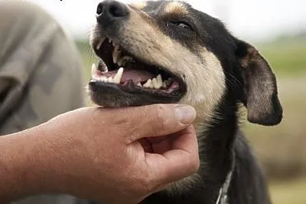 NEMO - cudny maluch do adopcji :),  małopolskie Kr