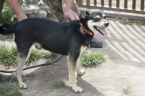 NEMO - cudny maluch do adopcji :),  małopolskie Kr