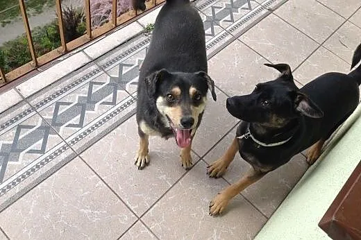 NEMO - cudny maluch do adopcji :),  małopolskie Kr