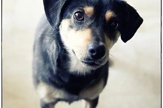 NEMO - cudny maluch do adopcji :),  małopolskie Kr