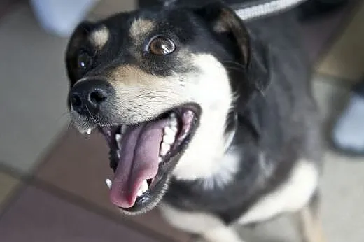 NEMO - cudny maluch do adopcji :),  małopolskie Kr