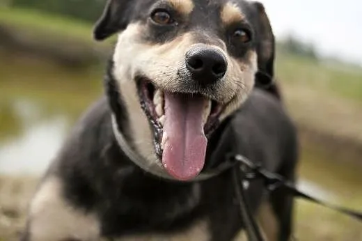 NEMO - cudny maluch do adopcji :),  małopolskie Kr