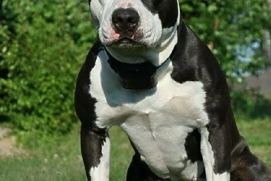 Amstaff/Szczenięta/Rezerwacje/American Staffordshi, Lublin