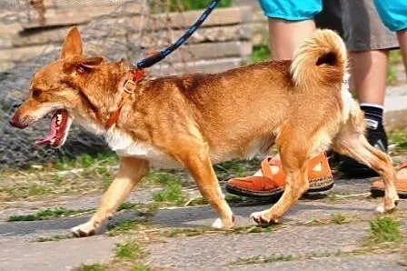 BARI-prześliczny,kochany,bardzo grzeczny i przyjaz