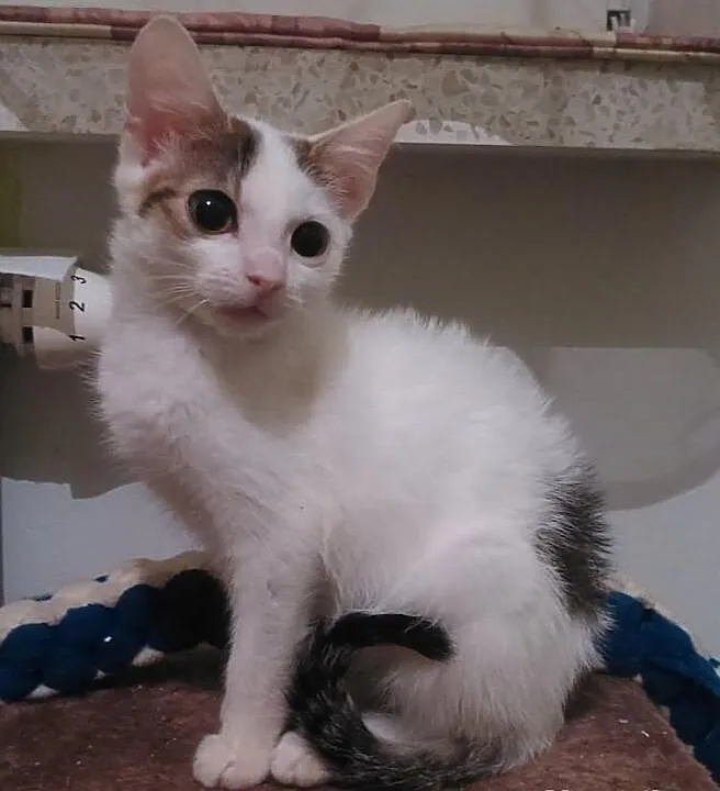 Frania - do adopcji